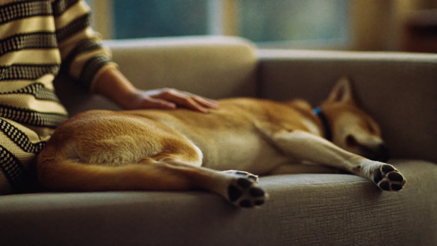 A person's hand resting on a sleeping dog's back on a sofa, soft evening light, calm